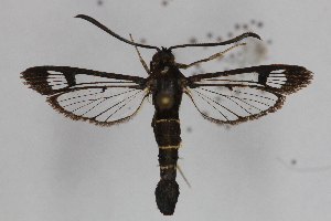  (Synanthedon cf. tipuliformis - CCDB-14648 F03)  @12 [ ] CreativeCommons - Attribution Non-Commercial Share-Alike (2012) Sesiidae Research Group Unspecified