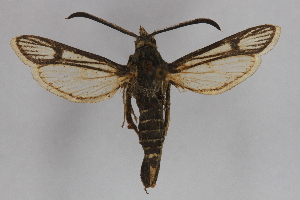 (Carmenta haematica - CCDB-14649 H07)  @11 [ ] CreativeCommons - Attribution Non-Commercial Share-Alike (2012) Sesiidae Research Group Unspecified