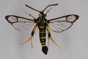  (Synanthedon vespiformis - BOX-2218 F11)  @15 [ ] CreativeCommons - Attribution Non-Commercial Share-Alike (2009) Sesiidae Research Group Sesiidae Research Group