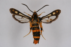  (Chamaesphecia masariformis masariformis - CCDB-02111 C11)  @14 [ ] CreativeCommons - Attribution Non-Commercial Share-Alike (2009) Sesiidae Research Group Sesiidae Research Group
