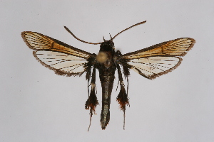  (Euryphrissa - CCDB-02111 G09)  @14 [ ] CreativeCommons - Attribution Non-Commercial Share-Alike (2009) Sesiidae Research Group Sesiidae Research Group