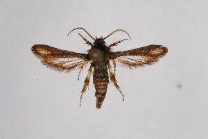  (Microsphecia - CCDB-02112 E04)  @14 [ ] CreativeCommons - Attribution Non-Commercial Share-Alike (2009) Sesiidae Research Group Sesiidae Research Group