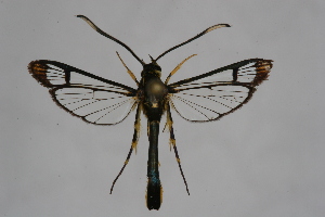  ( - CCDB-04617 A11)  @13 [ ] CreativeCommons - Attribution Non-Commercial Share-Alike (2009) Sesiidae Research Group Sesiidae Research Group