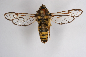  (Sesia pacificum - CCDB-02114 A09)  @11 [ ] CreativeCommons - Attribution Non-Commercial Share-Alike (2009) Sesiidae Research Group Sesiidae Research Group