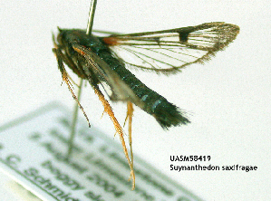  ( - UASM58419)  @13 [ ] CreativeCommons - Attribution Non-Commercial Share-Alike (2009) Sesiidae Research Group Sesiidae Research Group
