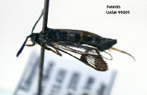  ( - UASM99809)  @13 [ ] CreativeCommons - Attribution Non-Commercial Share-Alike (2009) Sesiidae Research Group Sesiidae Research Group