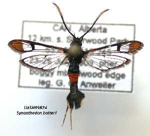  ( - UASM99824)  @15 [ ] CreativeCommons - Attribution Non-Commercial Share-Alike (2009) Sesiidae Research Group Sesiidae Research Group