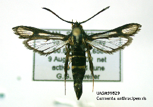  (Carmenta anthracipennis - UASM99829)  @14 [ ] CreativeCommons - Attribution Non-Commercial Share-Alike (2009) Sesiidae Research Group Sesiidae Research Group