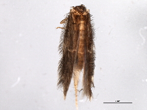  (Hydroptila hamata - 10HDT-003)  @14 [ ] CreativeCommons - Attribution (2010) CBG Photography Group Centre for Biodiversity Genomics