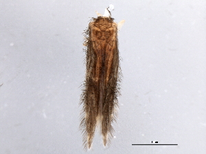  (Hydroptila perdita - 10HDT-041)  @14 [ ] CreativeCommons - Attribution (2010) CBG Photography Group Centre for Biodiversity Genomics