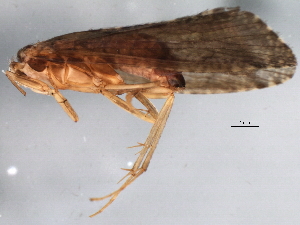  ( - 10HDT-055)  @13 [ ] CreativeCommons - Attribution (2010) CBG Photography Group Centre for Biodiversity Genomics