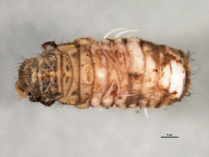  ( - gseptZ1)  @12 [ ] CreativeCommons - Attribution (2010) CBG Photography Group Centre for Biodiversity Genomics