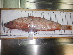  ( - GDE001)  @11 [ ] Unspecified (default): All Rights Reserved  Unspecified Unspecified