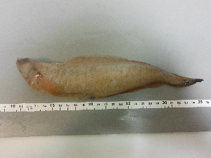  ( - GDE047)  @11 [ ] Unspecified (default): All Rights Reserved  Unspecified Unspecified
