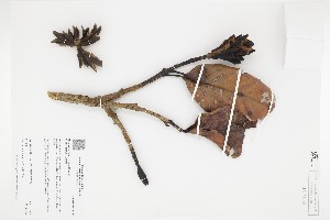  (Magnolia georgii - IAvH-CT-20429)  @11 [ ] CreativeCommons - Attribution Non-Commercial Share-Alike (2019) Herbario FMB Instituto de Investigacion Alexander von Humboldt IAvH