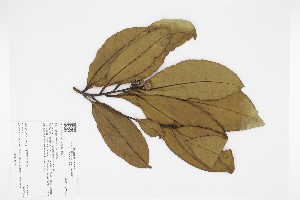  (Gustavia longifuniculata - 1317-STB)  @11 [ ] CreativeCommons - Attribution Non-Commercial Share-Alike (2019) Herbario FMB Instituto de Investigacion Alexander von Humboldt IAvH