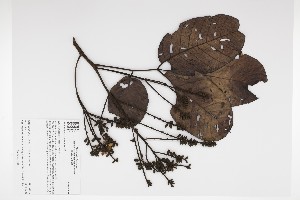  (Clathrotropis brunnea - 1326-STB)  @11 [ ] CreativeCommons - Attribution Non-Commercial Share-Alike (2019) Herbario FMB Instituto de Investigacion Alexander von Humboldt IAvH