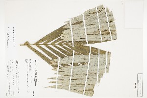  ( - IAvH-CT-02912)  @11 [ ] CreativeCommons - Attribution Non-Commercial Share-Alike (2019) Herbario FMB Instituto de Investigacion Alexander von Humboldt IAvH