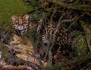  (Leopardus tigrinus - Leop_HERC1027)  @11 [ ] Copyright (2019) Banco de Imágenes IAvH Instituto de Investigacion Alexander von Humboldt IAvH