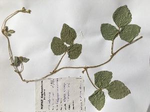  (Calopogonium mucunoides - NIPRD-PLT-23)  @11 [ ] CreativeCommons - Attribution Share-Alike (2019) Unspecified National Institute for Pharmaceutical Research and Development, Nigeria