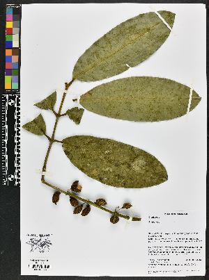  (Rheedia sp - BBS FN 014)  @11 [ ] CreativeCommons - Attribution Non-Commercial No Derivatives (2019) BBS National Herbarium of Suriname