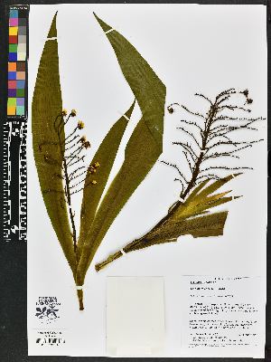  (Xiphidium - BBS FN 022)  @11 [ ] CreativeCommons - Attribution Non-Commercial No Derivatives (2019) BBS National Herbarium of Suriname