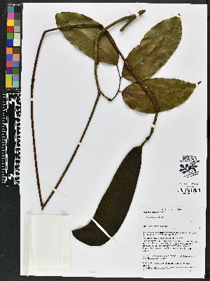  ( - BBS FN 020)  @11 [ ] CreativeCommons - Attribution Non-Commercial No Derivatives (2019) BBS National Herbarium of Suriname