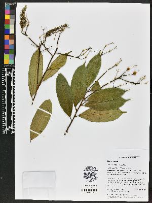  (Mabea taquari - BBS FN 001)  @11 [ ] CreativeCommons - Attribution Non-Commercial No Derivatives (2019) BBS National Herbarium of Suriname