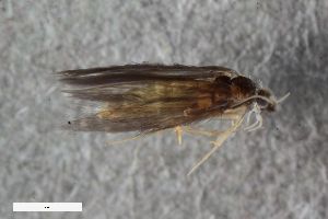  ( - ZFMK-TIS-2612143)  @11 [ ] CreativeCommons  Attribution Share-Alike (by-sa) 478 (2018) Unspecified Zoologisches Forschungsmuseum Alexander Koenig