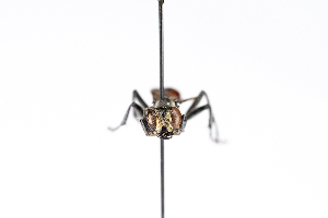  ( - GUAN-PN-9)  @11 [ ] Copyright (c) (2060) Javier Freytes University of Puerto Rico