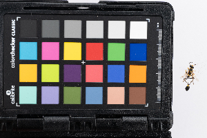  (Sceliphron assimile - GUAN-PN-10)  @11 [ ] Copyright (c) (2061) Javier Freytes University of Puerto Rico