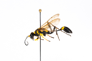  ( - GUAN-PN-10)  @11 [ ] Copyright (c) (2063) Javier Freytes University of Puerto Rico