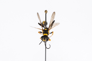  ( - GUAN-PN-10)  @11 [ ] Copyright (c) (2064) Javier Freytes University of Puerto Rico