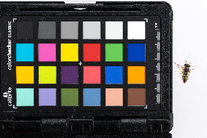  (Bembix americana - GUAN-PN-19)  @11 [ ] Copyright (c) (2097) Javier Freytes University of Puerto Rico