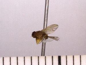  (Drosophila sp. BLH3 - INSECTGUA_0441)  @11 [ ] Unspecified (default): All Rights Reserved (2017) Benita Laird-Hopkins Iowa State University