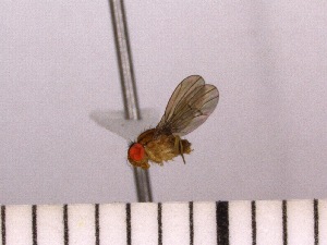  (Drosophila sp. BLH2 - INSECTGUA_0472)  @11 [ ] Unspecified (default): All Rights Reserved (2017) Benita Laird-Hopkins Iowa State University