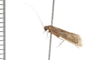  ( - TRIC 0197.02)  @13 [ ] CreativeCommons - Attribution (2008) CBG Photography Group Centre for Biodiversity Genomics