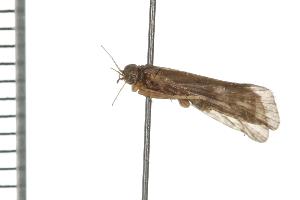  ( - TRIC 0202.02)  @13 [ ] CreativeCommons - Attribution (2008) CBG Photography Group Centre for Biodiversity Genomics