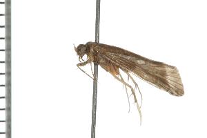  ( - TRIC 0208.02)  @13 [ ] CreativeCommons - Attribution (2008) CBG Photography Group Centre for Biodiversity Genomics