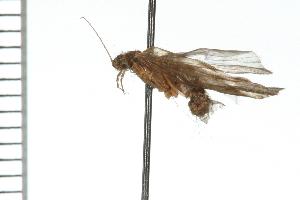  ( - TRIC 0030.02)  @13 [ ] CreativeCommons - Attribution (2008) CBG Photography Group Centre for Biodiversity Genomics