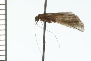  ( - TRIC 0055.02)  @13 [ ] CreativeCommons - Attribution (2008) CBG Photography Group Centre for Biodiversity Genomics