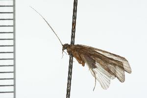  ( - TRIC 0080.02)  @13 [ ] CreativeCommons - Attribution (2008) CBG Photography Group Centre for Biodiversity Genomics