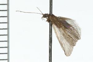  ( - TRIC 0084.02)  @13 [ ] CreativeCommons - Attribution (2008) CBG Photography Group Centre for Biodiversity Genomics