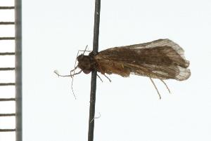  ( - TRIC 0123.02)  @13 [ ] CreativeCommons - Attribution (2008) CBG Photography Group Centre for Biodiversity Genomics