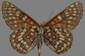  ( - CSG31251)  @13 [ ] CreativeCommons - Attribution Non-Commercial (2017) Crispin S Guppy Crispin S Guppy Collection