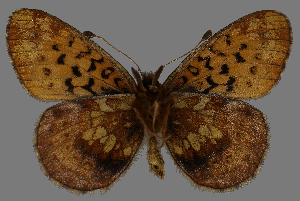  ( - CSG31499)  @12 [ ] CreativeCommons - Attribution Non-Commercial (2018) Crispin S Guppy Crispin S Guppy Collection