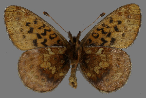  ( - CSG31501)  @12 [ ] CreativeCommons - Attribution Non-Commercial (2018) Crispin S Guppy Crispin S Guppy Collection