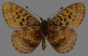 ( - CSG31502)  @12 [ ] CreativeCommons - Attribution Non-Commercial (2018) Crispin S Guppy Crispin S Guppy Collection