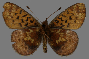  ( - CSG31503)  @12 [ ] CreativeCommons - Attribution Non-Commercial (2018) Crispin S Guppy Crispin S Guppy Collection