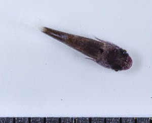  (Acyrtus lanthanum - GE_200)  @11 [ ] copyright © (2023) Eliot RUIZ MARBEC